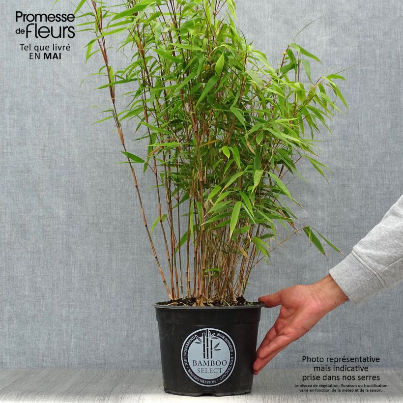 Example of Fargesia robusta Formidable Pot de 4L/5L as you get in printemps