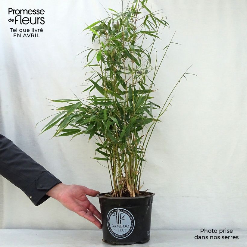 Example of Fargesia robusta Pingwu - Bambou non traçant Pot de 4L/5L as you get in printemps