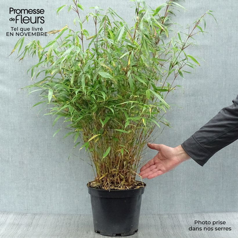 Spécimen de Fargesia robusta Pingwu - Bambou non traçant Pot de 7,5L/10L tel que livré en automne