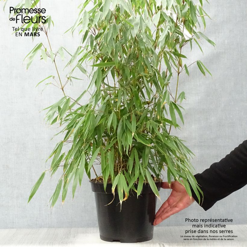 Example of Fargesia robusta Pingwu - Bambou non traçant Pot de 7,5L/10L as you get in printemps