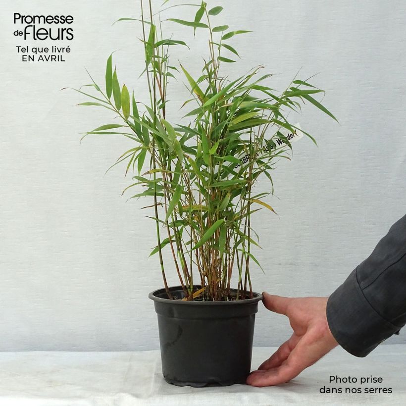 Example of Fargesia scabrida Asian Wonder - Bambou non traçant Pot de 2L/3L as you get in printemps