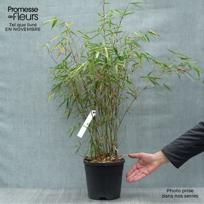 Spécimen de Fargesia scabrida Asian Wonder - Bambou non traçant Pot de 4L/5L tel que livré en automne