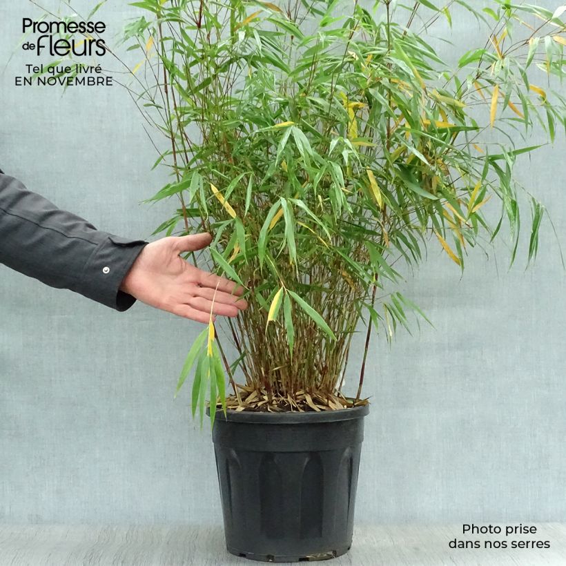 Spécimen de Fargesia scabrida Asian Wonder - Bambou non traçant Pot de 6L/7L tel que livré en automne