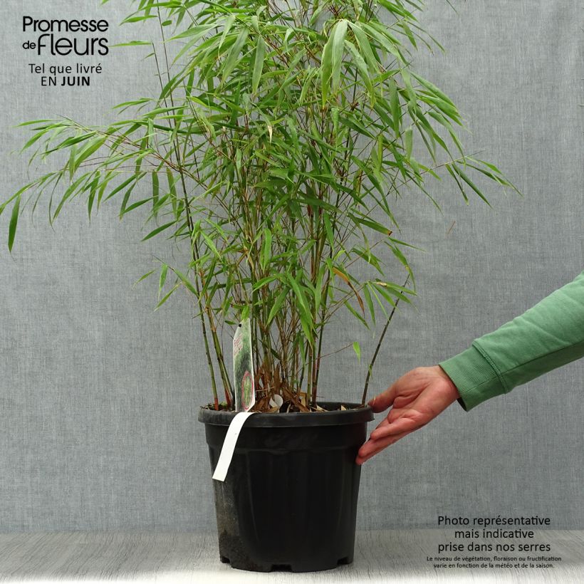 Spécimen de Fargesia scabrida Asian Wonder - Bambou non traçant Pot de 6L/7L tel que livré en été