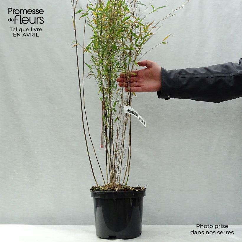 Example of Fargesia sp Jiuzhaigou Deep Purple - Bambou non traçant. Pot de 4L/5L as you get in printemps