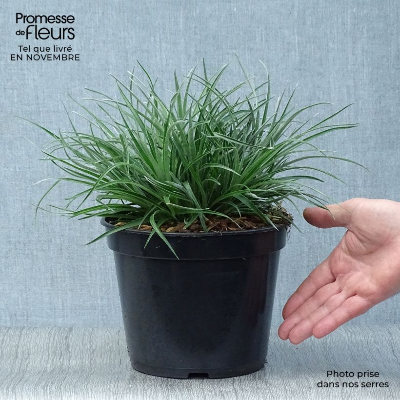Spécimen de Fascicularia bicolor 3L/4L Pot de 2L/3L tel que livré en automne