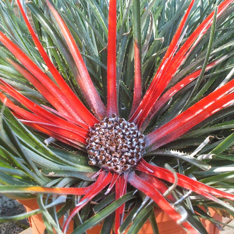 Fascicularia bicolor 3L/4L (Flowering)