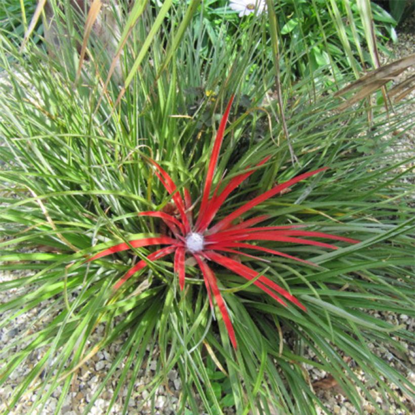 Fascicularia bicolor 3L/4L (Plant habit)