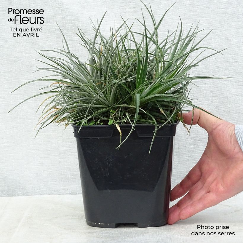 Example of Fascicularia bicolor 3L/4L Pot de 2L/3L as you get in printemps