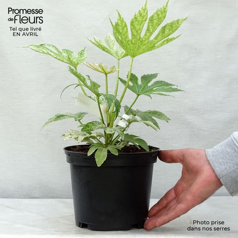 Example of Fatsia japonica Spider's Web - Faux-aralia panaché Pot de 2L/3L as you get in printemps