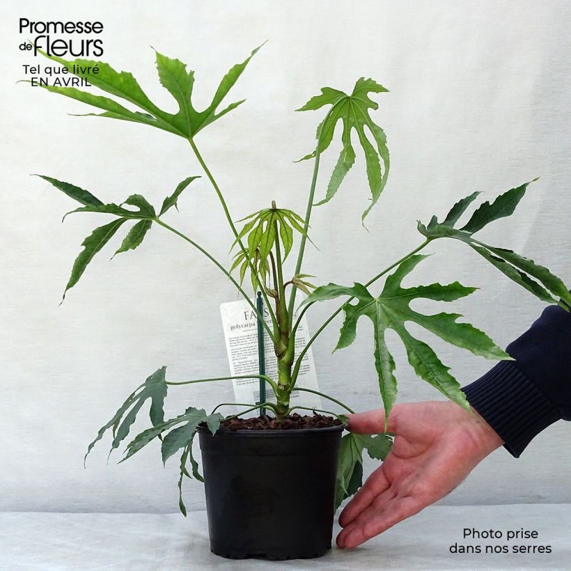 Example of Fatsia polycarpa Green Fingers - Fatsia de Taiwan Pot de 2L/3L as you get in printemps