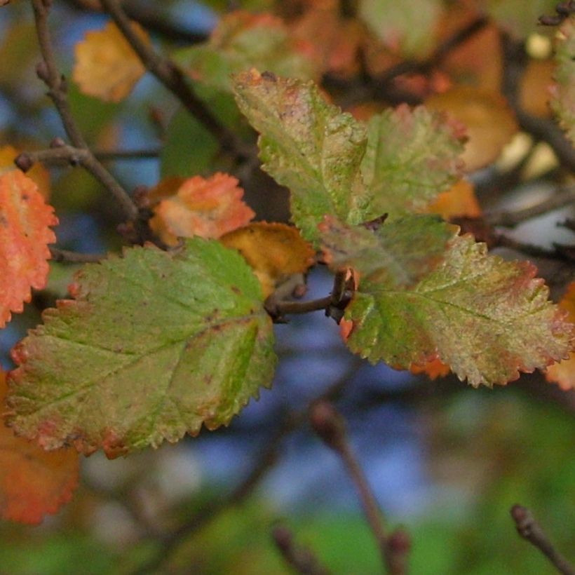 Faux Hêtre austral - Nothofagus antarctica (Foliage)