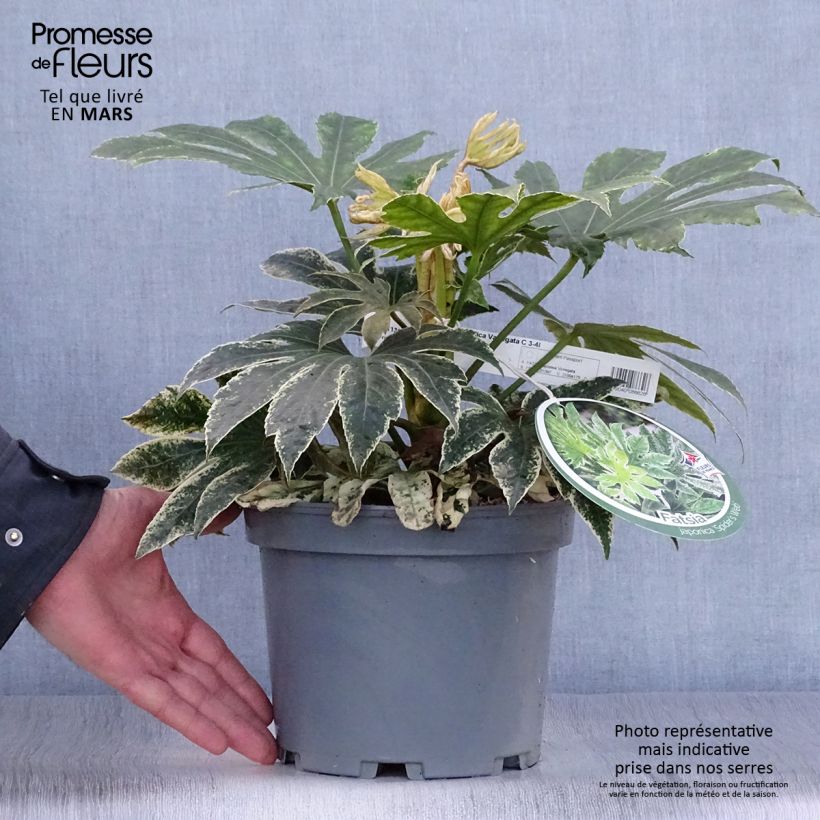 Example of Faux-aralia - Fatsia japonica Variegata Pot de 3L/4L as you get in printemps