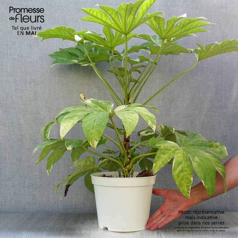 Example of Faux-aralia - Fatsia japonica Variegata Pot de 6L/7L as you get in printemps