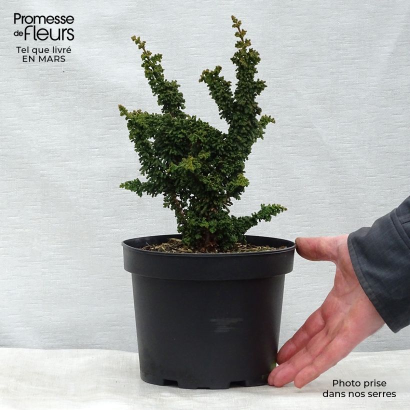 Example of Faux cyprès du Japon - Chamaecyparis obtusa Chirimen Pot de 2L/3L as you get in printemps
