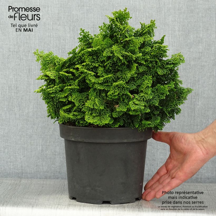 Example of Faux cyprès du Japon - Chamaecyparis obtusa Kosteri Pot de 4L/5L as you get in printemps