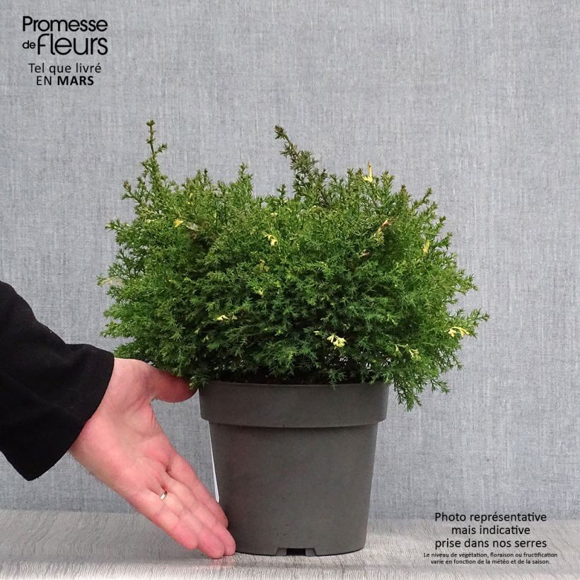 Example of Faux cyprès du Japon - Chamaecyparis obtusa Saffron Spray -               Pot de 2L/3L as you get in printemps