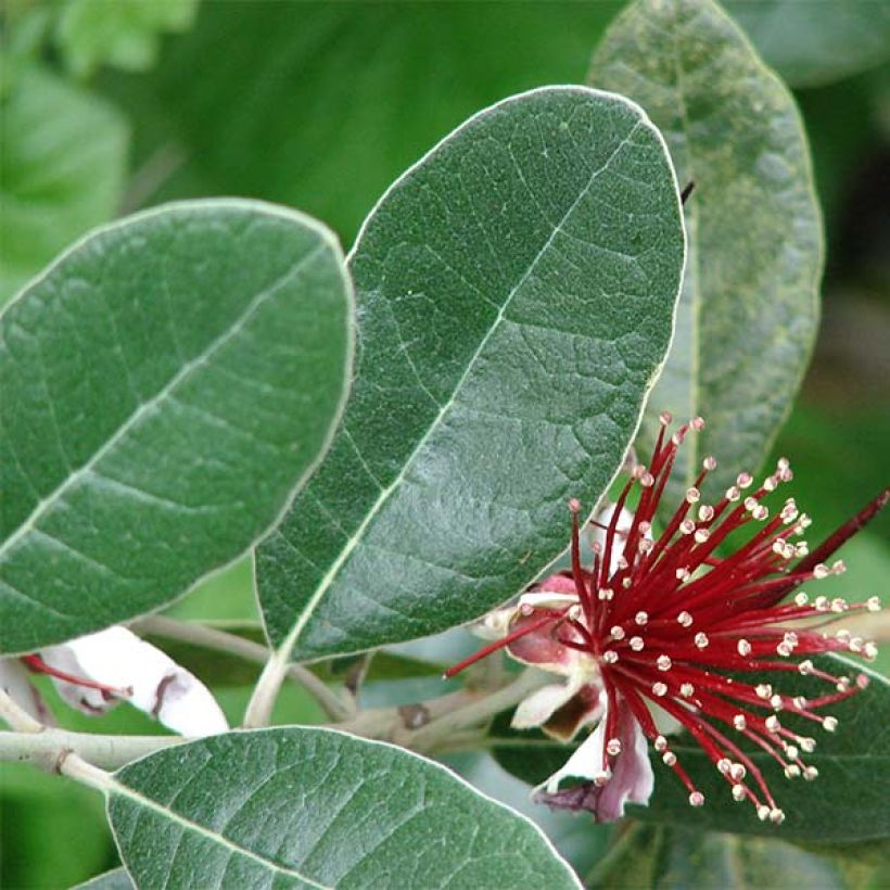 Acca sellowiana - Goyavier du Brésil (Foliage)