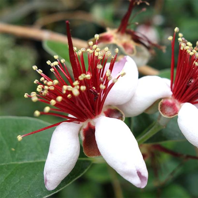 Acca sellowiana - Goyavier du Brésil (Flowering)