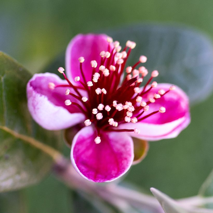 Feijoa ou Acca sellowiana Apollo - Goyavier du Brésil (Flowering)