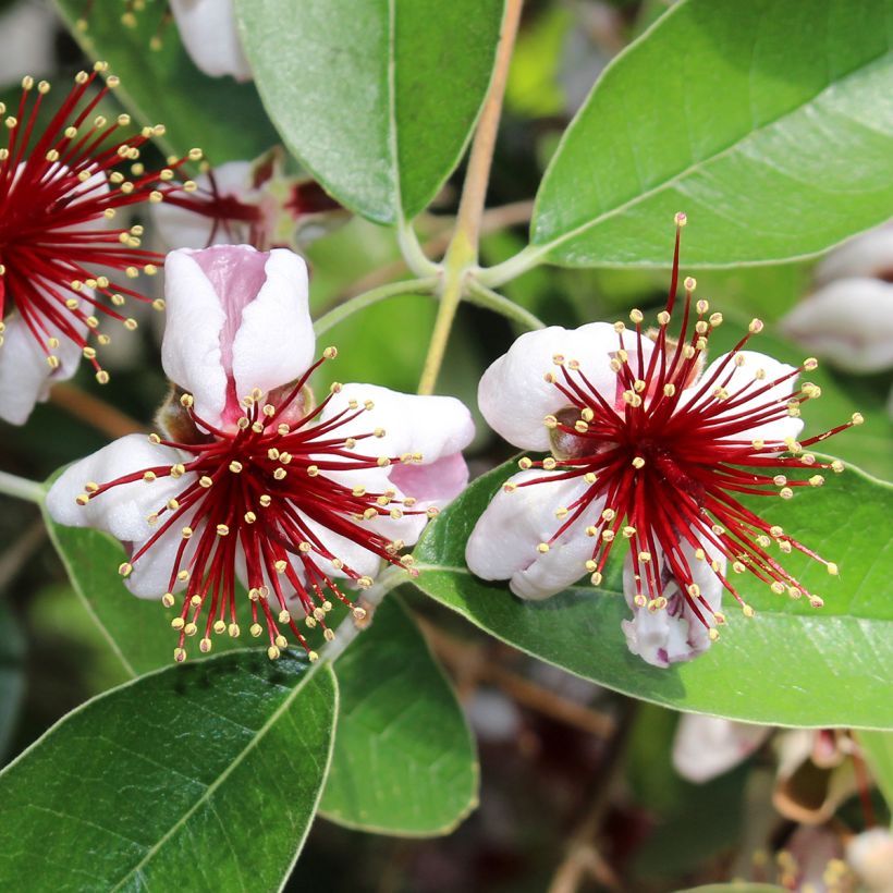 Feijoa ou Acca sellowiana Mammouth - Goyavier du Brésil (Flowering)