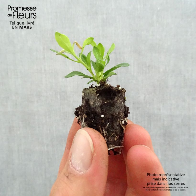 Example of Felicia Forever Blue - Agathea bleu Mini-motte Ø 1,5/2,5 cm, Livré en plant vert de 5 à 10 cm de hauteur as you get in printemps