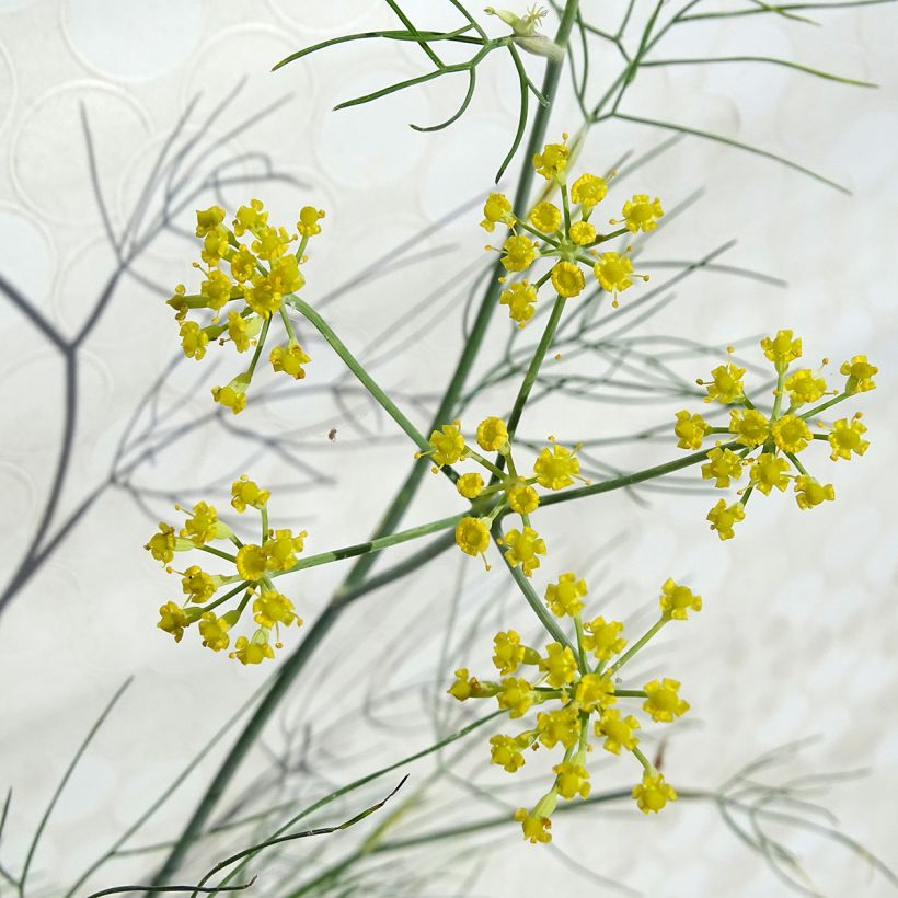 Fenouil - Foeniculum vulgare (Flowering)