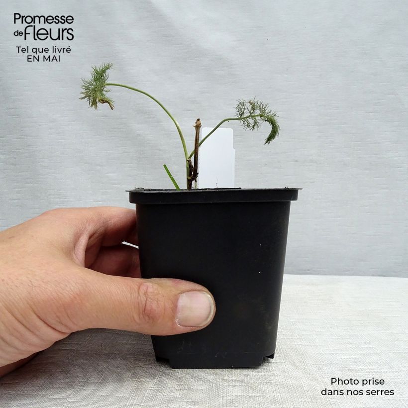 Example of Fenouil - Foeniculum vulgare Godet de 7/8 cm as you get in printemps