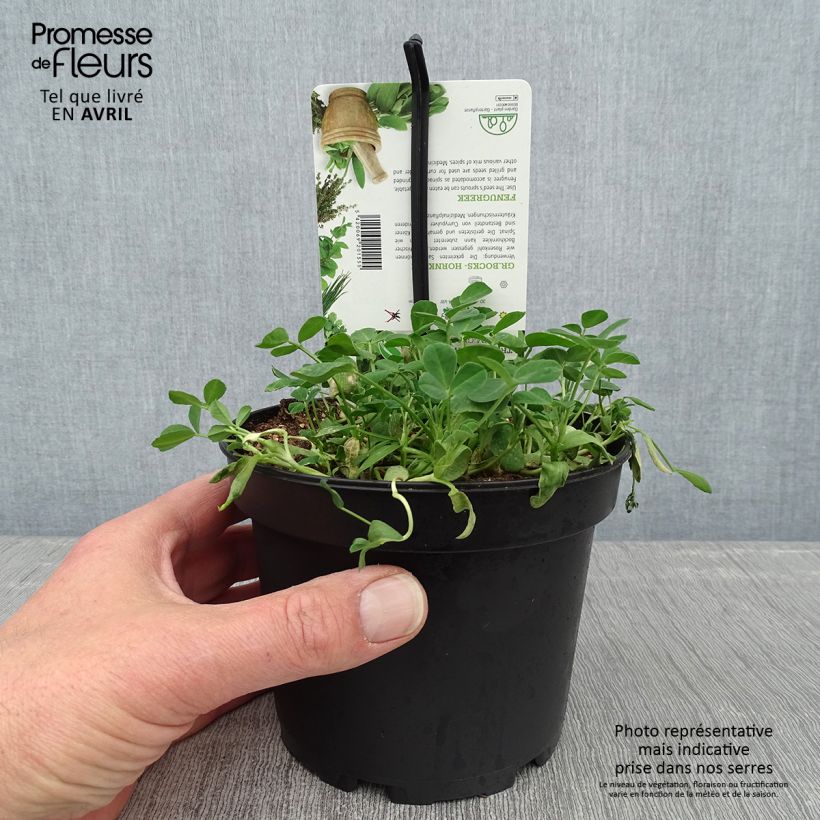 Example of Fenugrec en plant - Trigonella foenum-graecum Pot de 1,5L/2L as you get in printemps