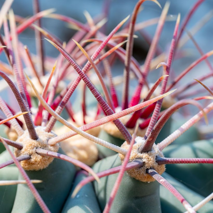 Ferocactus emoryi - Cactus tonneau rouge (Feuillage)