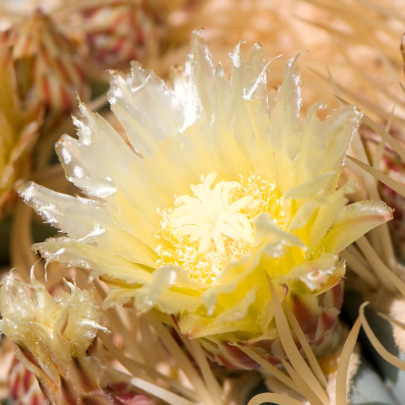 Ferocactus glaucescens - Cactus tonneau (Floraison)