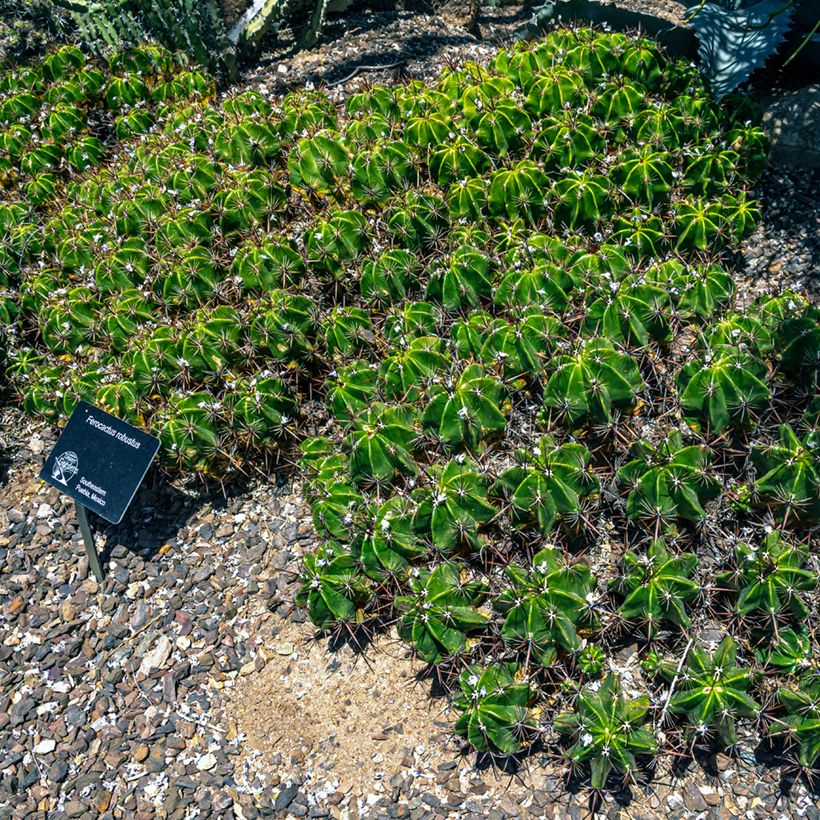 Ferocactus robustus - Cactus tonneau (Port)