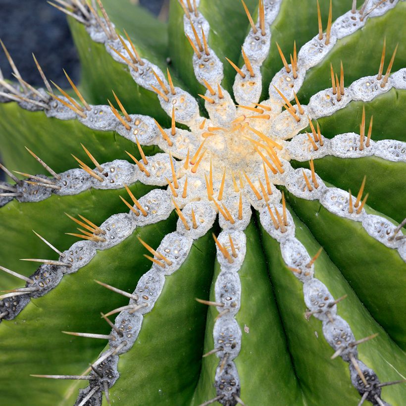 Ferocactus schwarzii - Cactus barrique (Foliage)