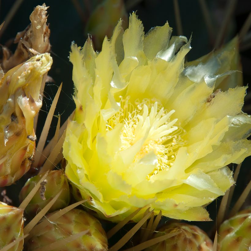 Ferocactus schwarzii - Cactus barrique (Flowering)
