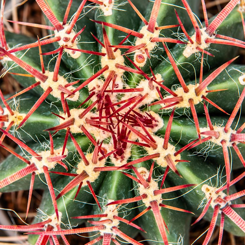 Ferocactus stainesii - Cactus  (Feuillage)