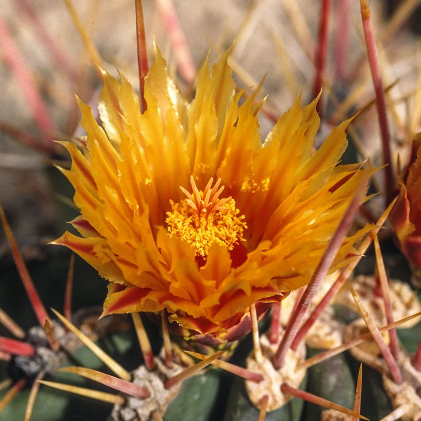 Ferocactus stainesii - Cactus  (Floraison)