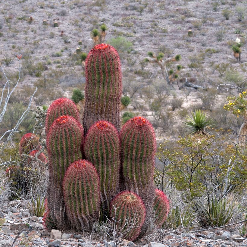 Ferocactus stainesii - Cactus  (Port)
