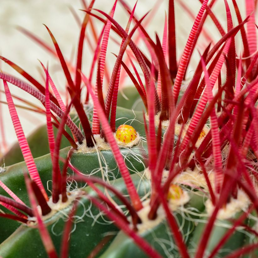 Ferocactus stainesii var. pilosus - Cactus (Feuillage)