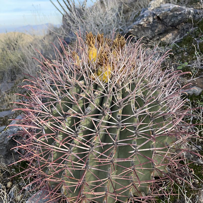 Ferocactus emoryi - Cactus tonneau rouge (Port)