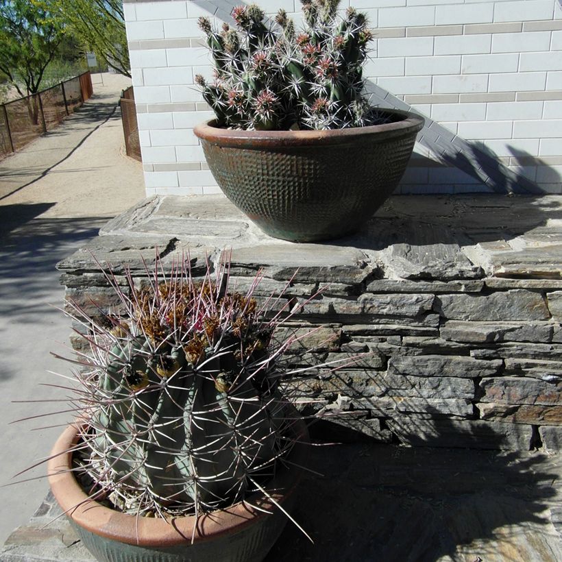 Ferocactus rectispinus - Cactus tonneau (Port)