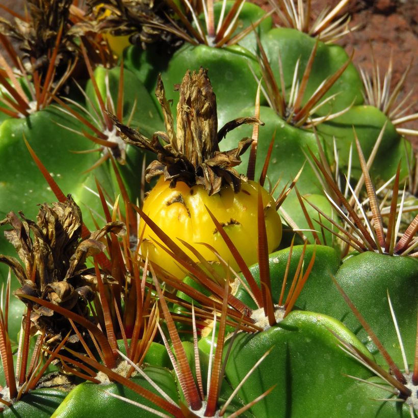 Ferocactus robustus - Cactus tonneau (Récolte)