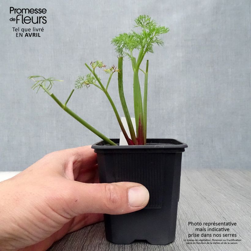 Spécimen de Ferula communis - Grande férule Godet de 8/9 cm tel que livré au printemps