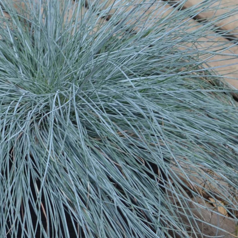 Festuca Intense Blue - Fétuque bleue (Foliage)