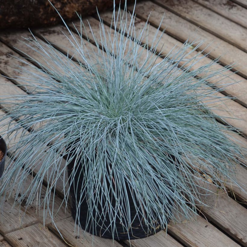 Festuca Intense Blue - Fétuque bleue (Plant habit)