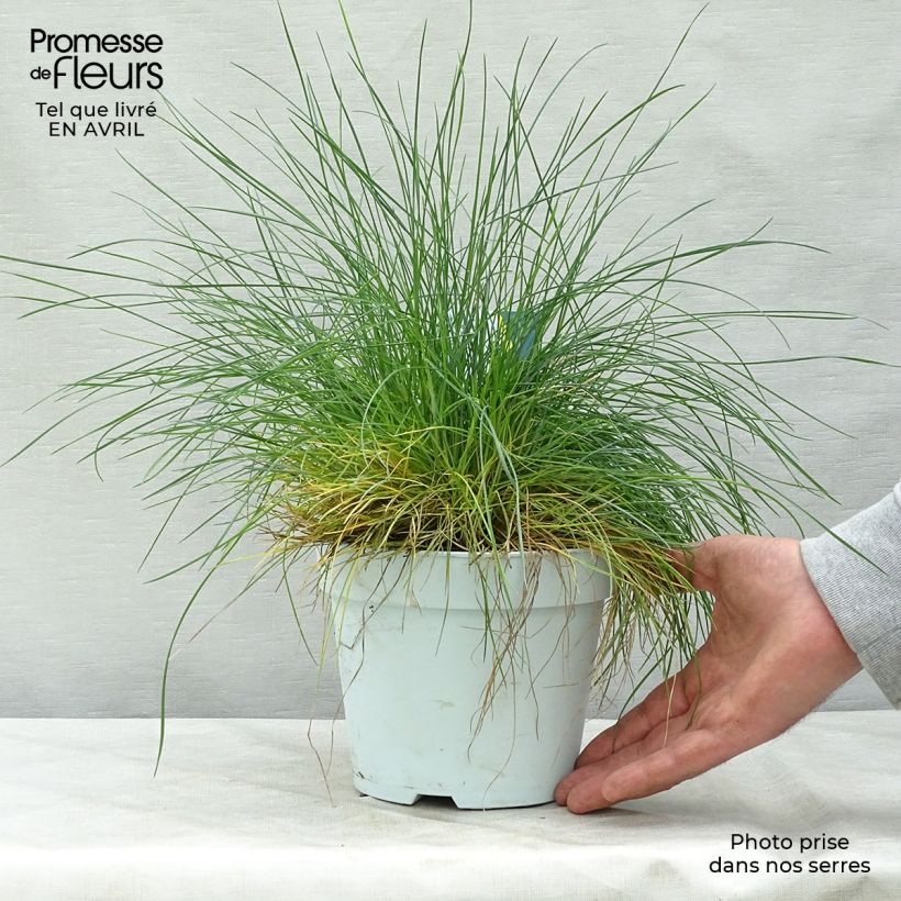 Example of Festuca Intense Blue - Fétuque bleue Pot de 2L/3L as you get in printemps