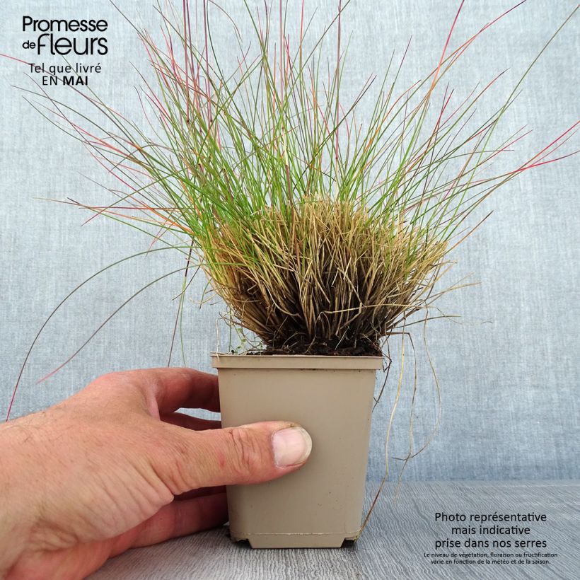 Example of Festuca Sunrise - Fétuque Godet de 8/9 cm as you get in printemps