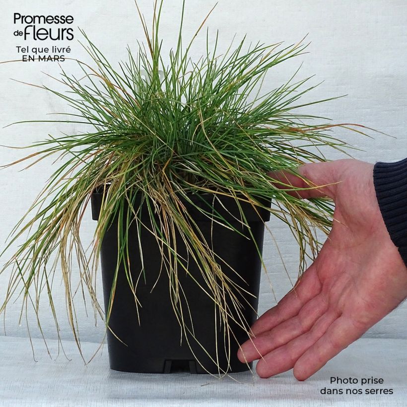 Example of Festuca amethystina - Fétuque améthyste Pot de 2L/3L as you get in printemps