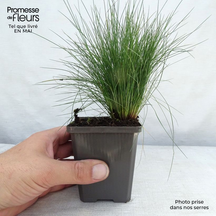 Example of Festuca amethystina - Fétuque améthyste Godet de 8/9 cm as you get in printemps