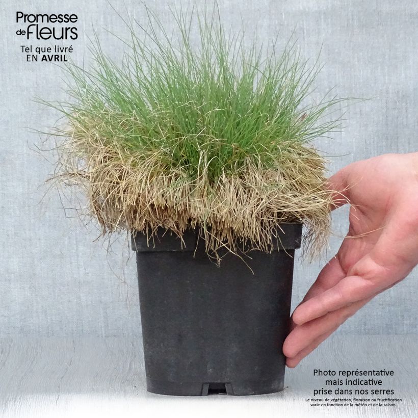 Example of Festuca filiformis - Fétuque à feuilles capillaires Pot de 2L/3L as you get in printemps