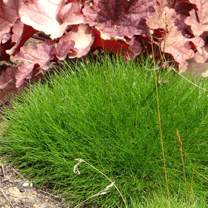 Festuca gautieri - Fétuque de Gautier (Plant habit)